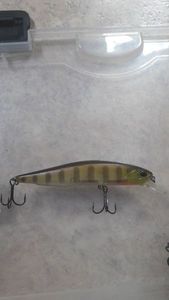 Lures Duo realis jerkbait (coloris perch)