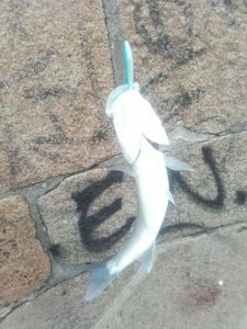 Lures null raglou