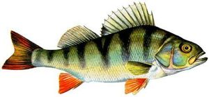 Baits & Additives appât naturel perche