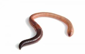 Baits & Additives null ver de terre