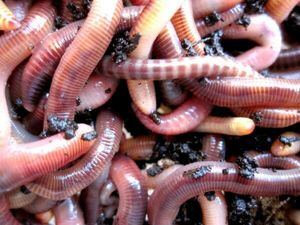 Baits & Additives null Vers de terre