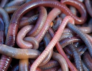Lures Les appats manic Vers De Terre