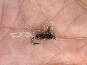 Flies Mouche Seche Exuvie Mouche Seche Exuvie