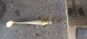 Lures Caperlan R