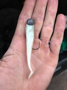 Lures null Jojo Leurre Shad Blanc Nacré