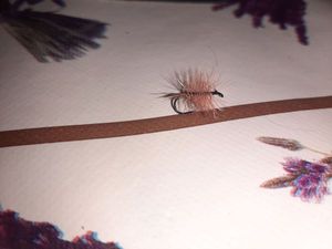 Flies null palmer h 14