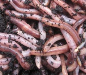 Baits & Additives null Ver de terre