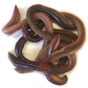 Baits & Additives NONAME Vers canadiens