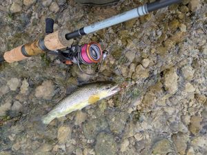 Rods Delacoste Loxux PN 205