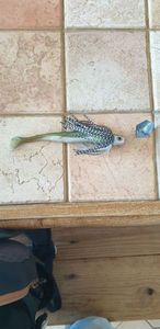 Lures Kofi Lmab