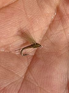 Flies CDC Olive avec Cerques Mouches Seches CDC OLIVES 