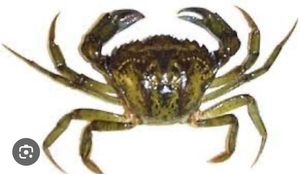 Baits & Additives Vif Crabe vert 