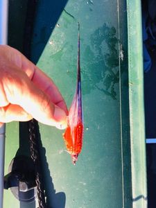 Lures Streamer malboro Malboro Lures Streamer malboro Malboro