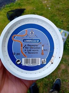 Baits & Additives Lumbricus SP Ver Canadien 