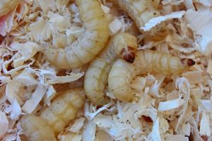 Baits & Additives null Teignes