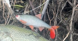 Lures Fox Rage Replicant Ultra-Realistic Roach 10 cm