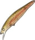 Lures Major Craft ZONER MINNOW 70 GHOST RAINBOW INCOMPLET
