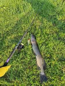 Rods Pezon & Michel Titan boat catfish experience 