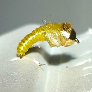 Flies null teigne j Flies null teigne j