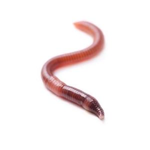 Baits & Additives null Ver de terre