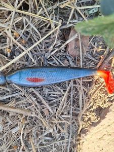Lures Fox Rage Zander natural roach