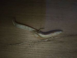 Lures null Virgule blanche 