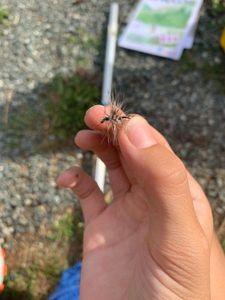 Flies Moi Mouche a poil de cok argenté