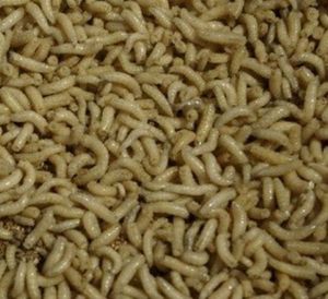 Baits & Additives TERRE ET EAU Asticot blanc
