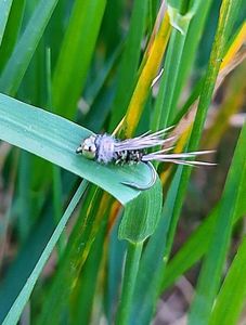 Flies Handmade Pheasant tail - herl de paon