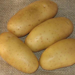 Baits & Additives null pomme de terre 