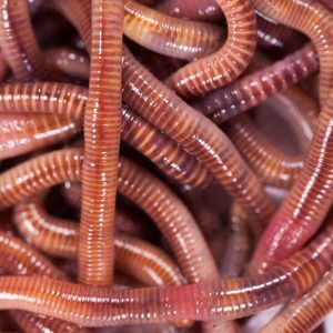 Baits & Additives null Vers de dandros