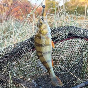 Lures Fox Rage Zander Pro shad 7.5 hot olive