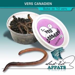 Appâts & Attractants null Vers Canadiens 