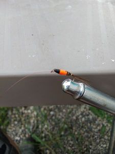 Flies null Faisan et orange 