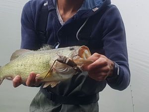 Lures Savage Gear 3d rat