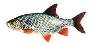 Baits & Additives Appâts naturel Gardon