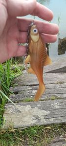 Lures Kanalgratis Holigan Roach 15cm