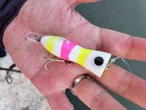 Lures Feed Bell 8 popper