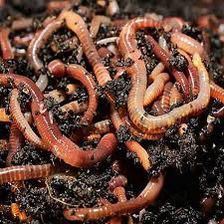 Baits & Additives null Live worms