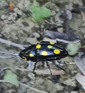 Lures Microbait Microbait Ladybird noire Lures Microbait Microbait Ladybird noire
