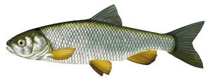 Baits & Additives null chevesne 