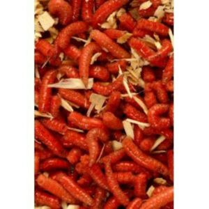 Baits & Additives TERRE ET EAU Asticot rouge