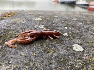 Lures Spro Insta Craw