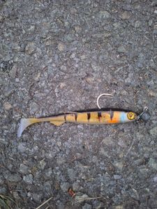 Lures Fox Rage Slick shad gold perche 11cm 