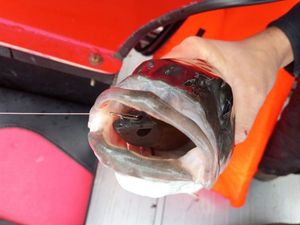 Lures null lurattak relax 15g commando
