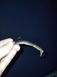 Lures Reins Rokvibe pour perche 