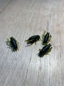 Lures null Petites insectes