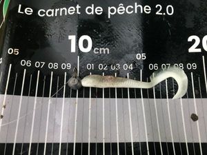 Lures Caperlan Grub Blanc yubari 90mm souple