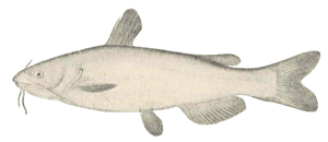 White Catfish