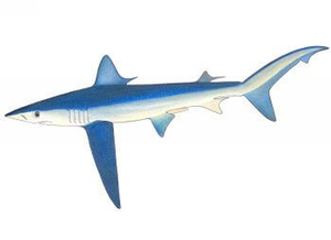 Requin Bleu (Peau Bleue)